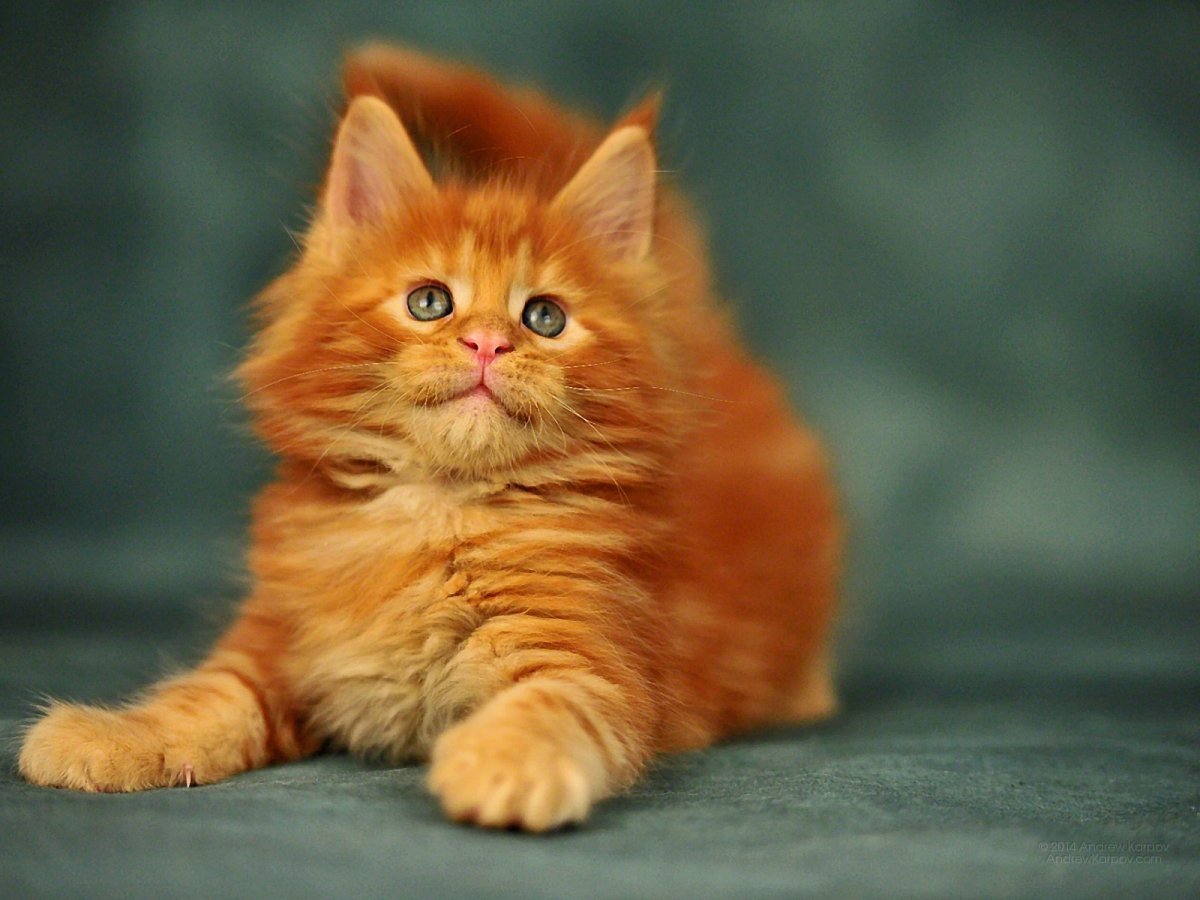 Огненно рыжие котята