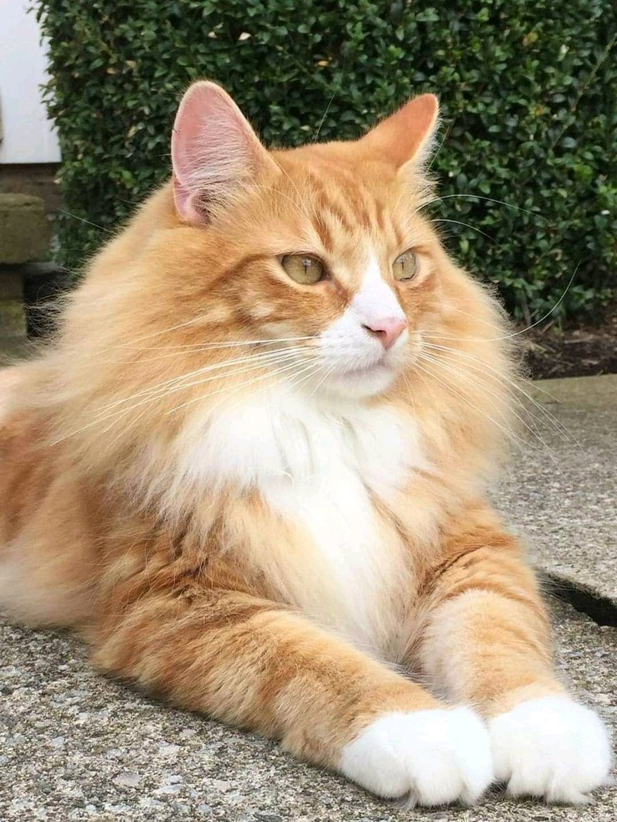 Норвежская Лесная кошка рыжая