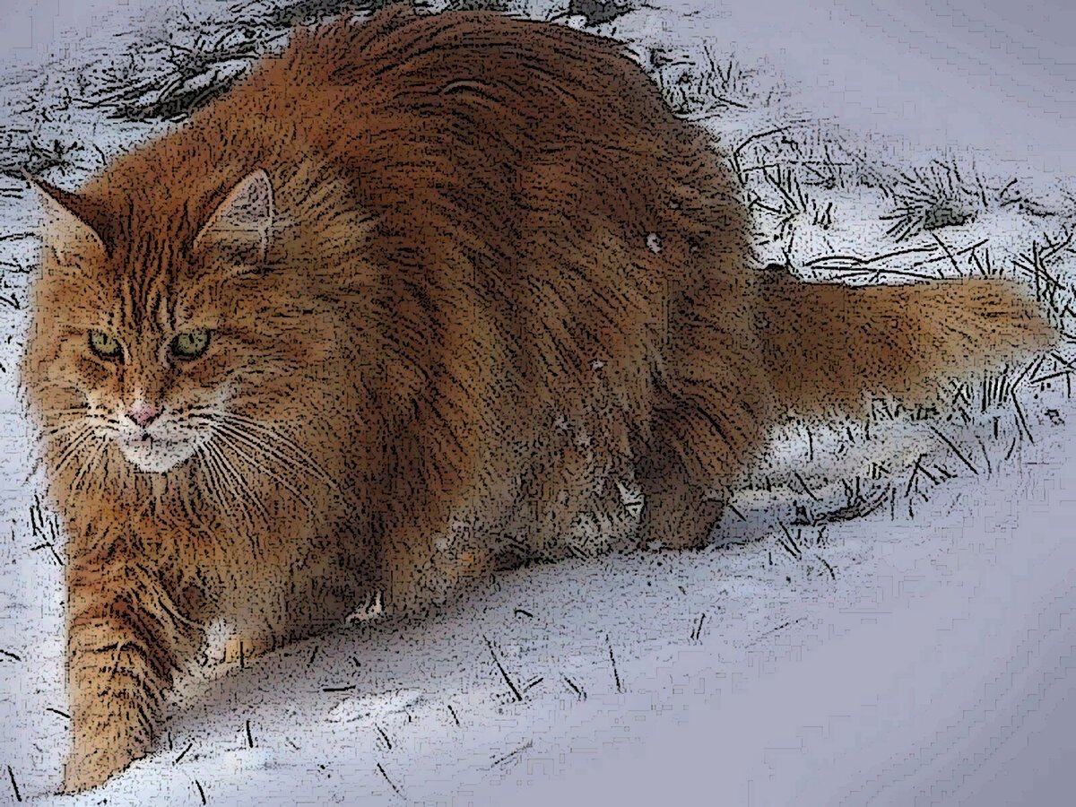 Рыжий толстый Сибирский кот