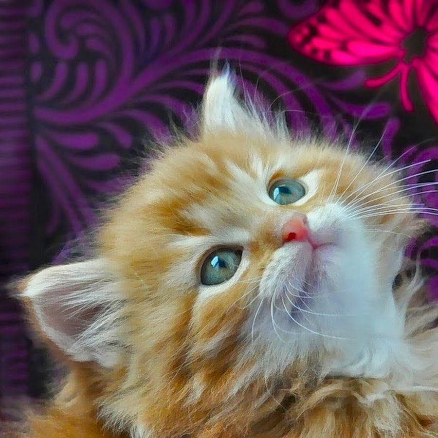 Рыжий пушистый котенок