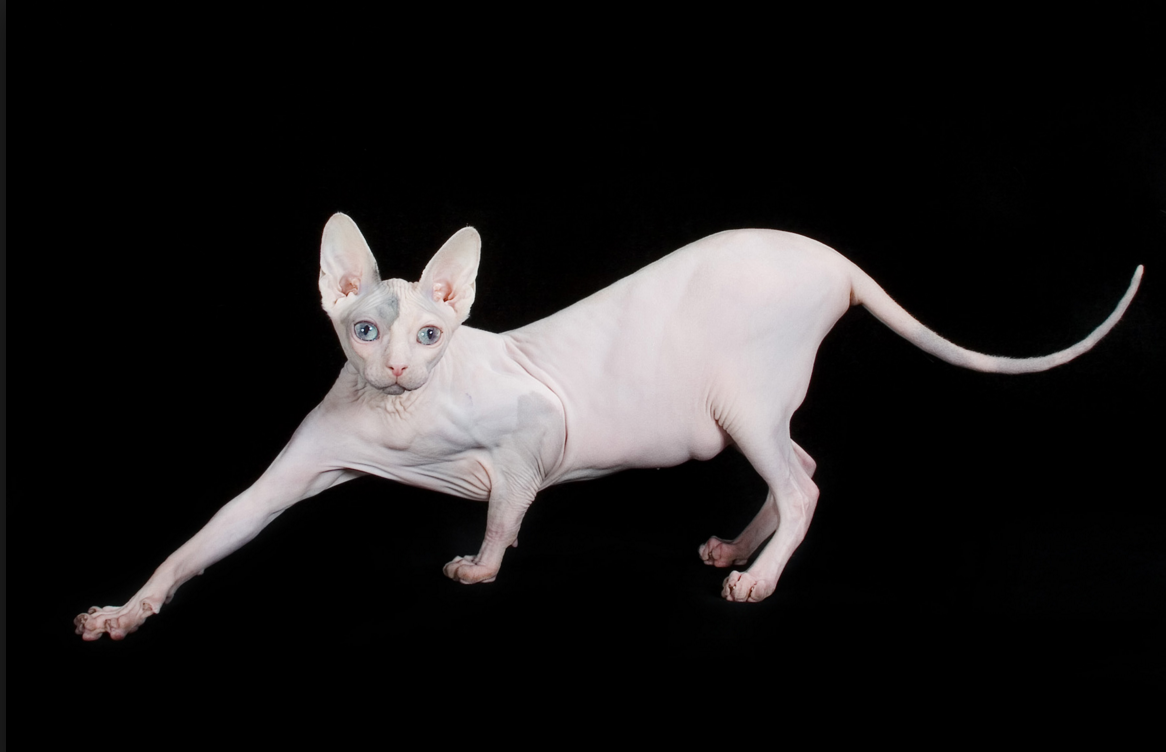 Канадский сфинкс черный котенок