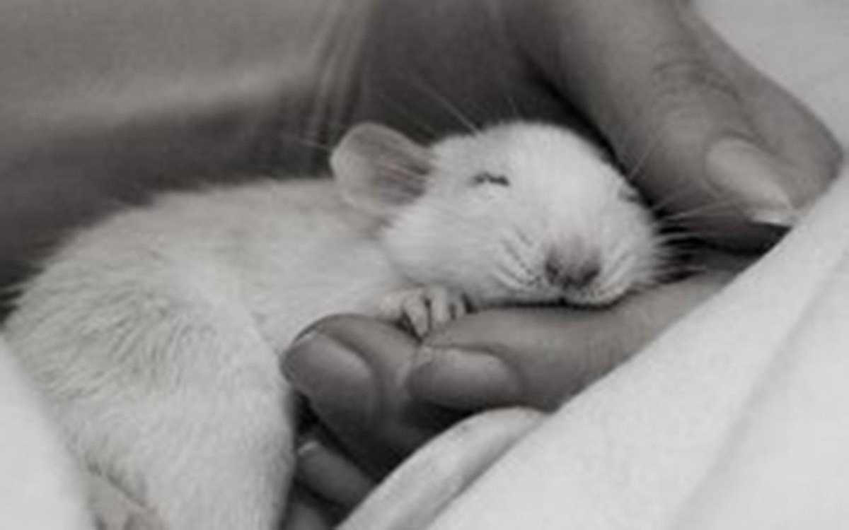 Игрушки для крыс