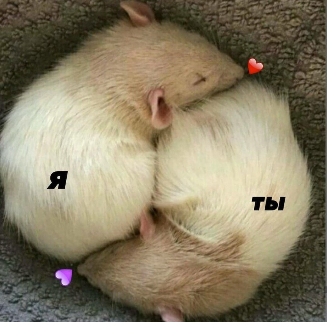 Крыска спит