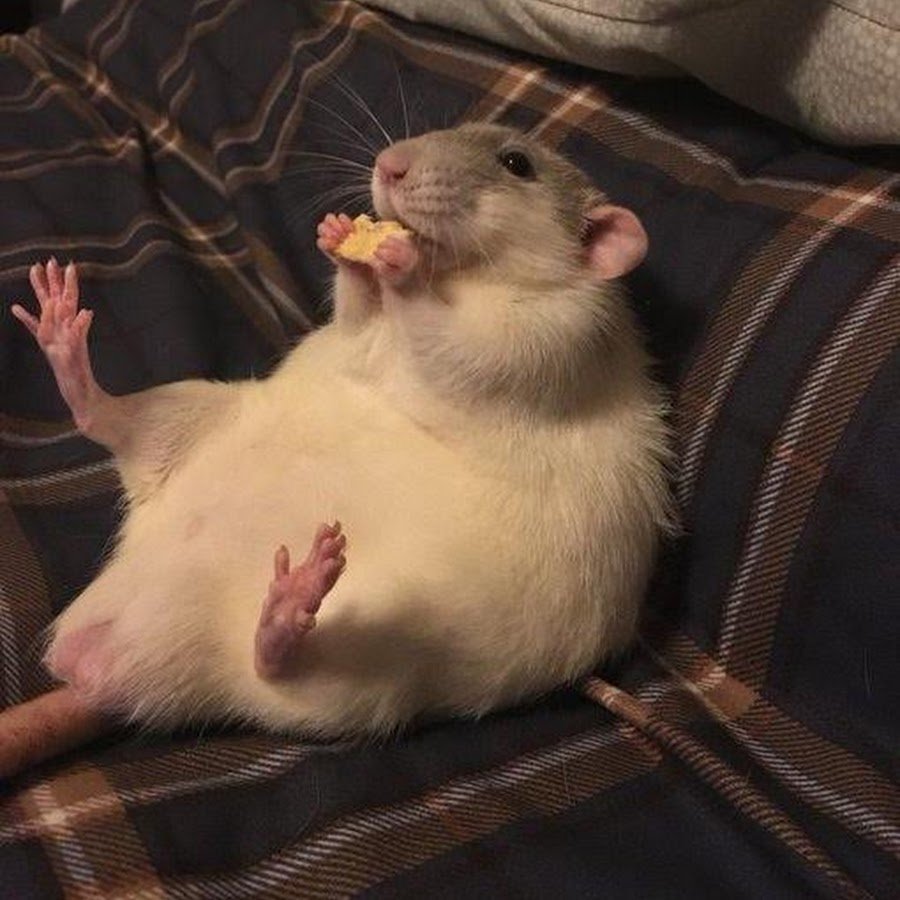 Костюм крысы