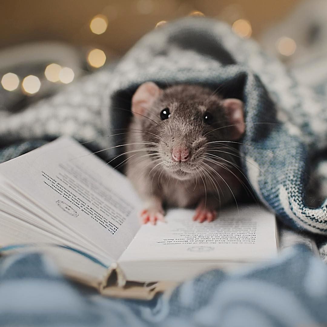 Крыски на руках