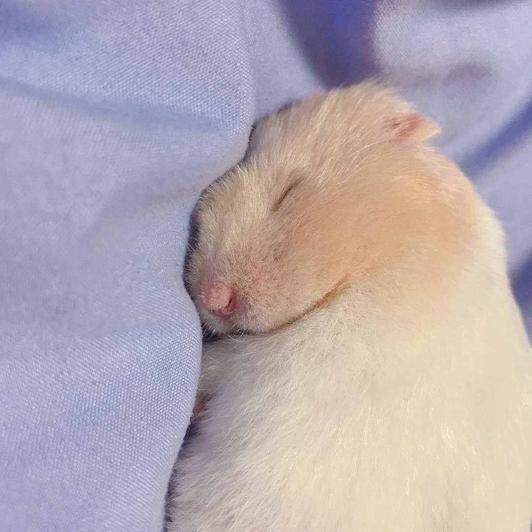 Сонная мышь