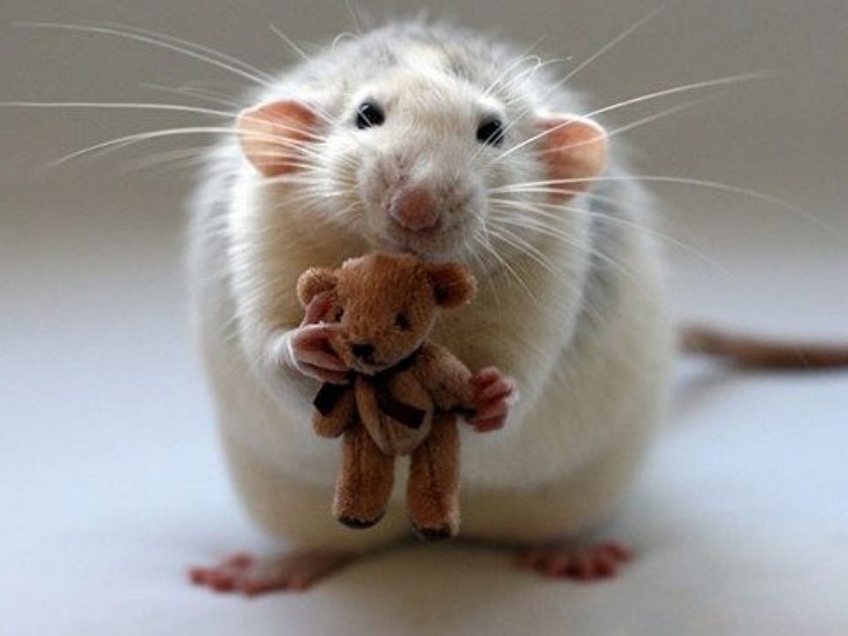 Жирная декоративная крыса