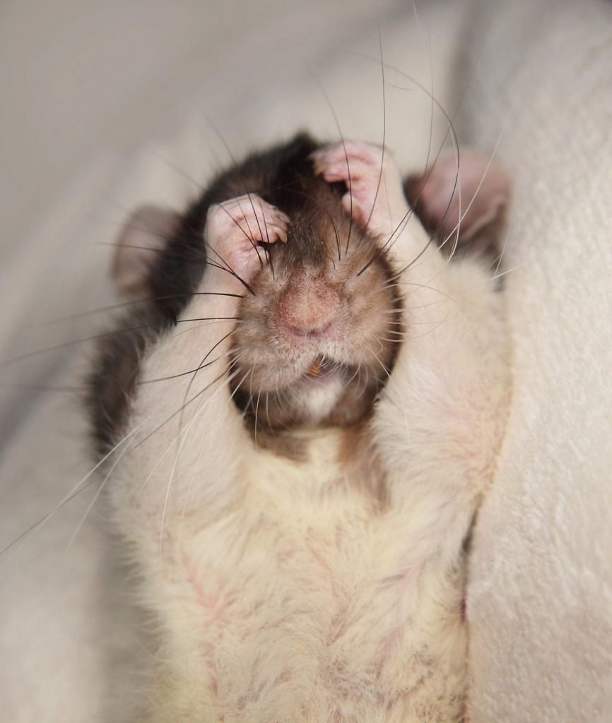 Компьютерная крыса