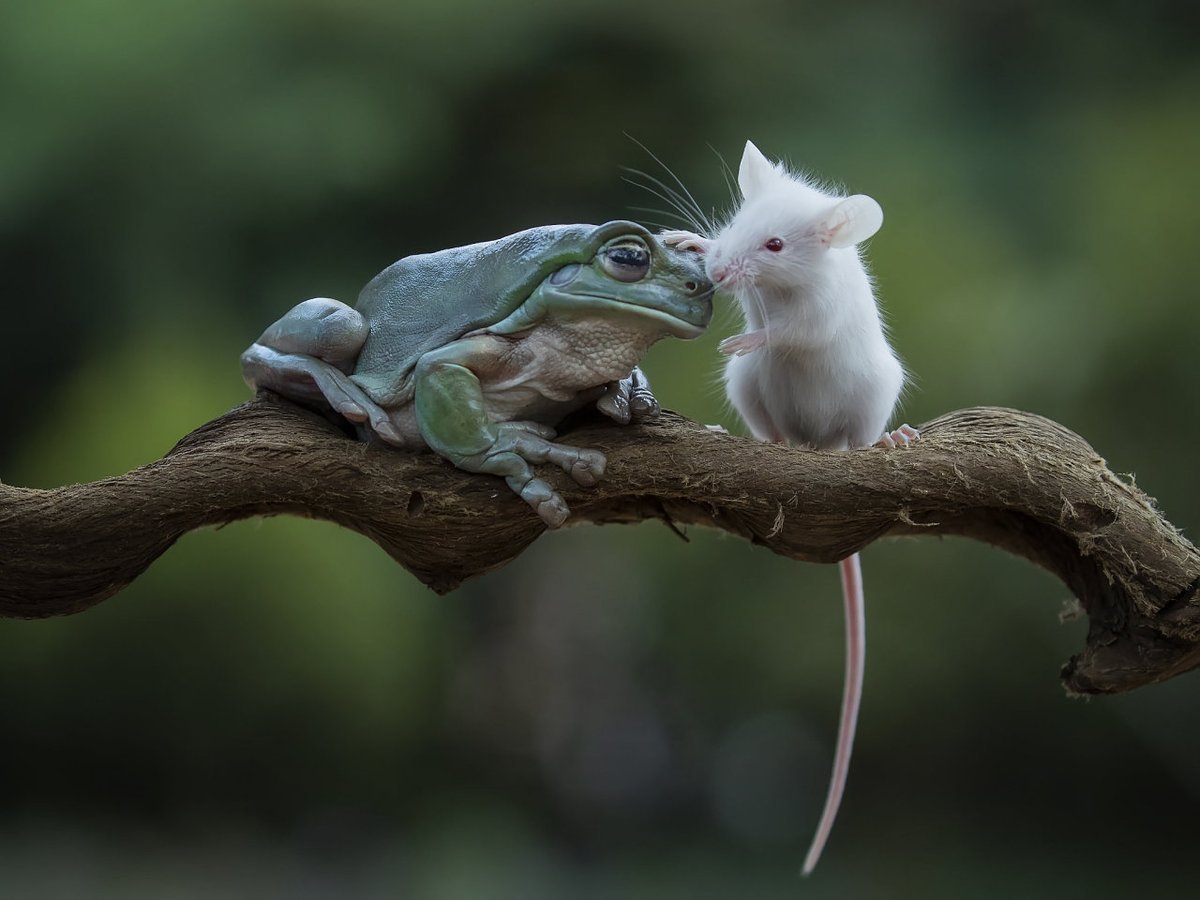 Красивая мышка