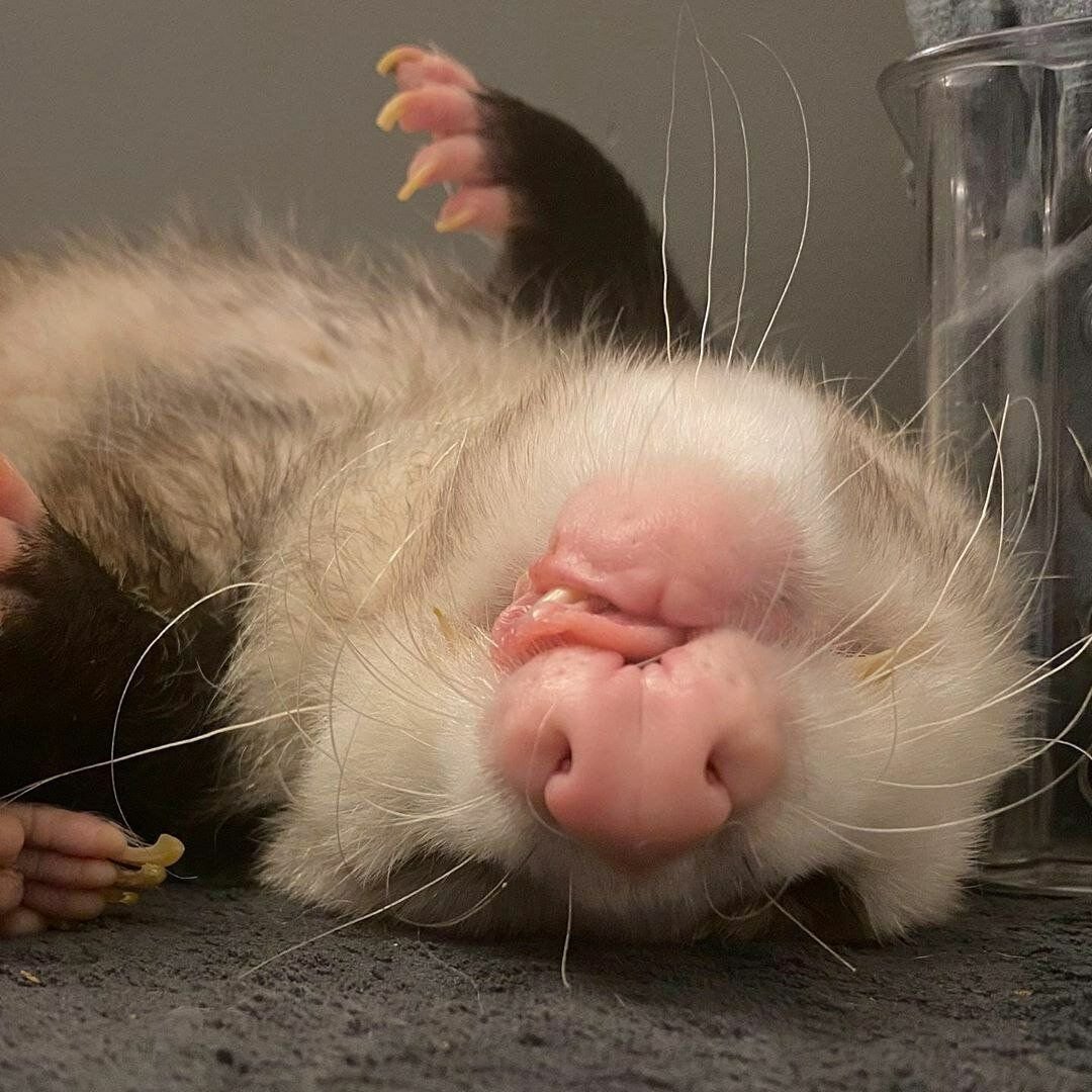 Спящие белки