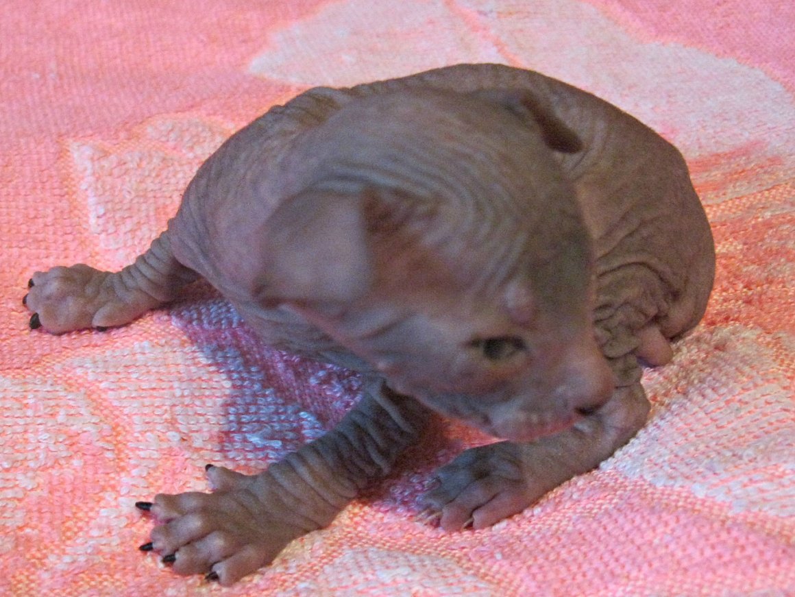 Донской сфинкс Новорожденные котята