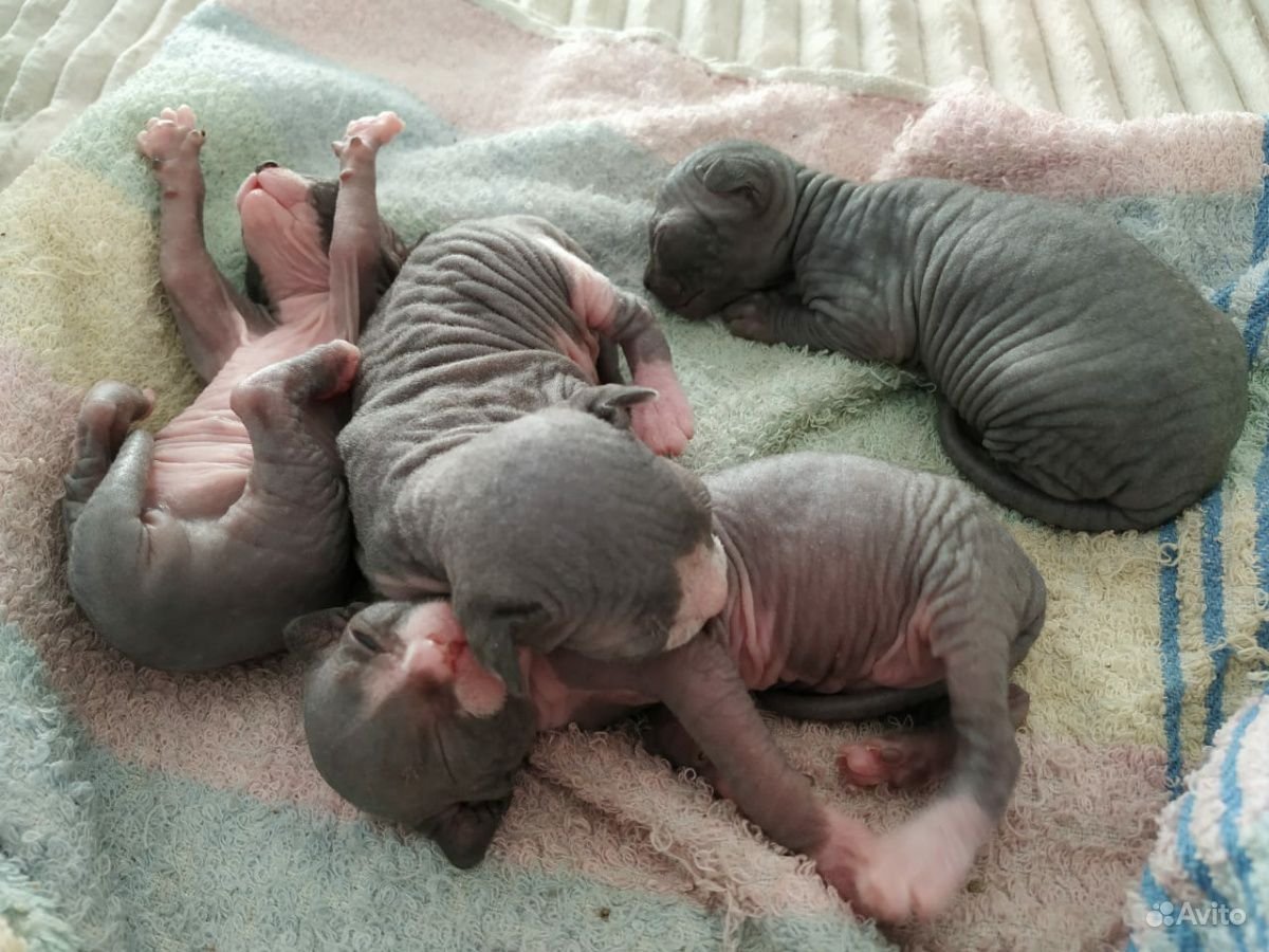 Кошка с котятами сфинксов