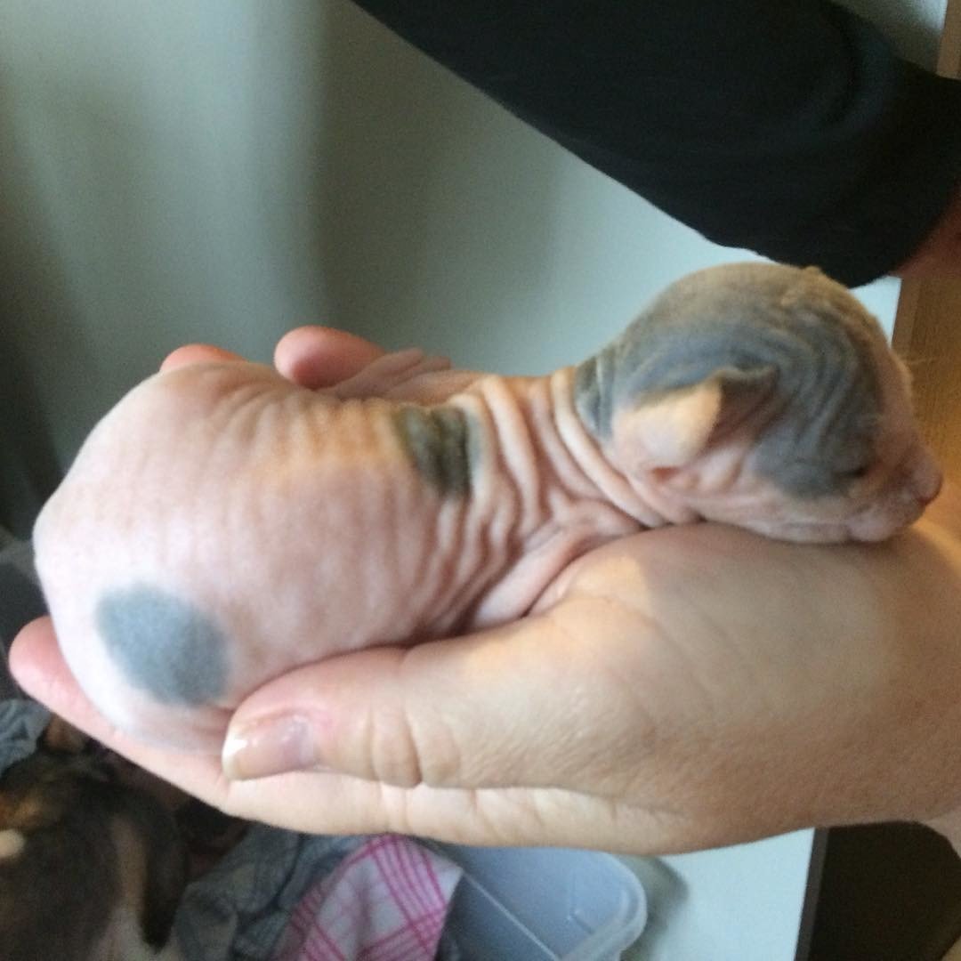 Новорожденные лысые котята