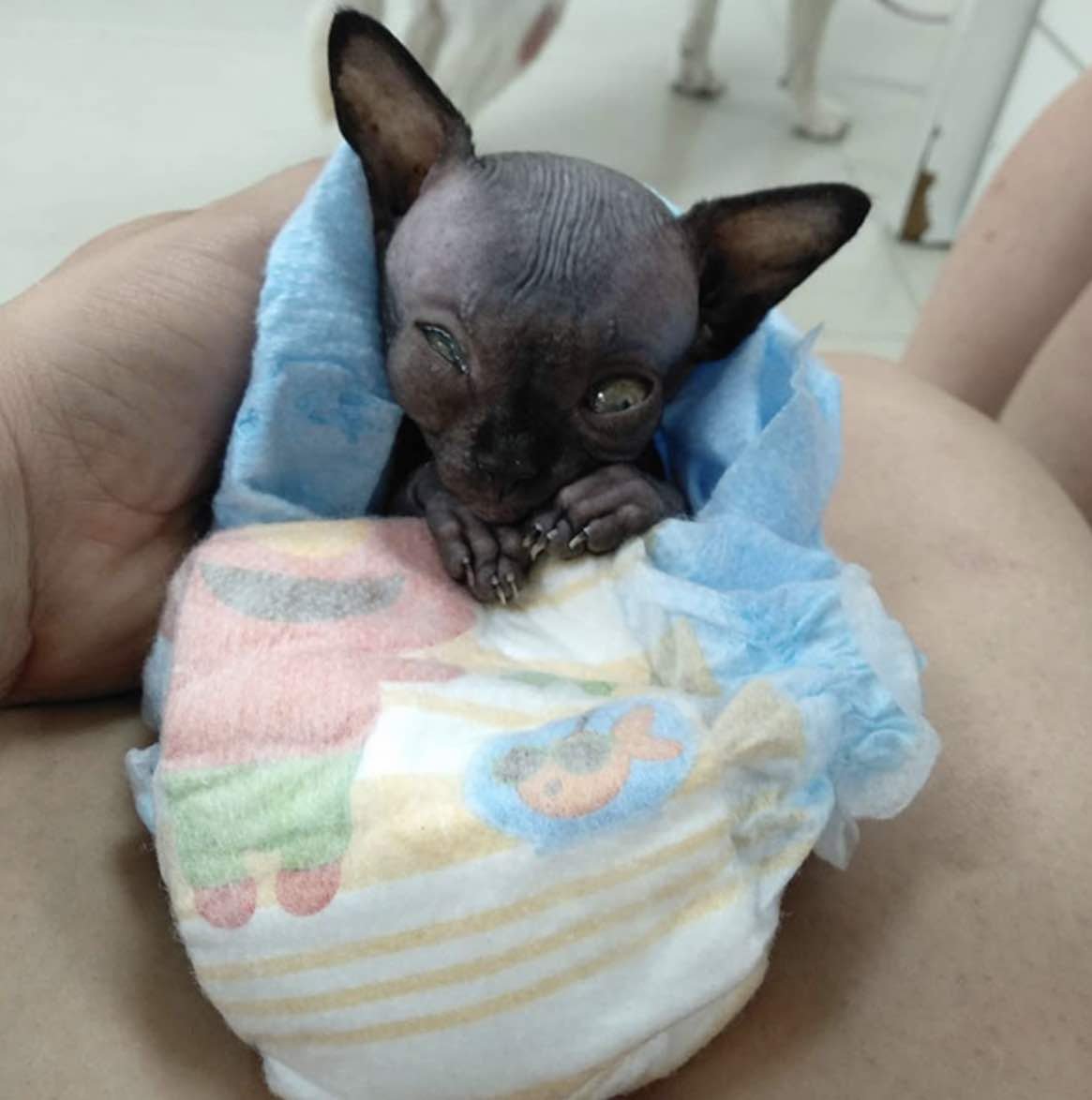 Сфинкс Беби фейс