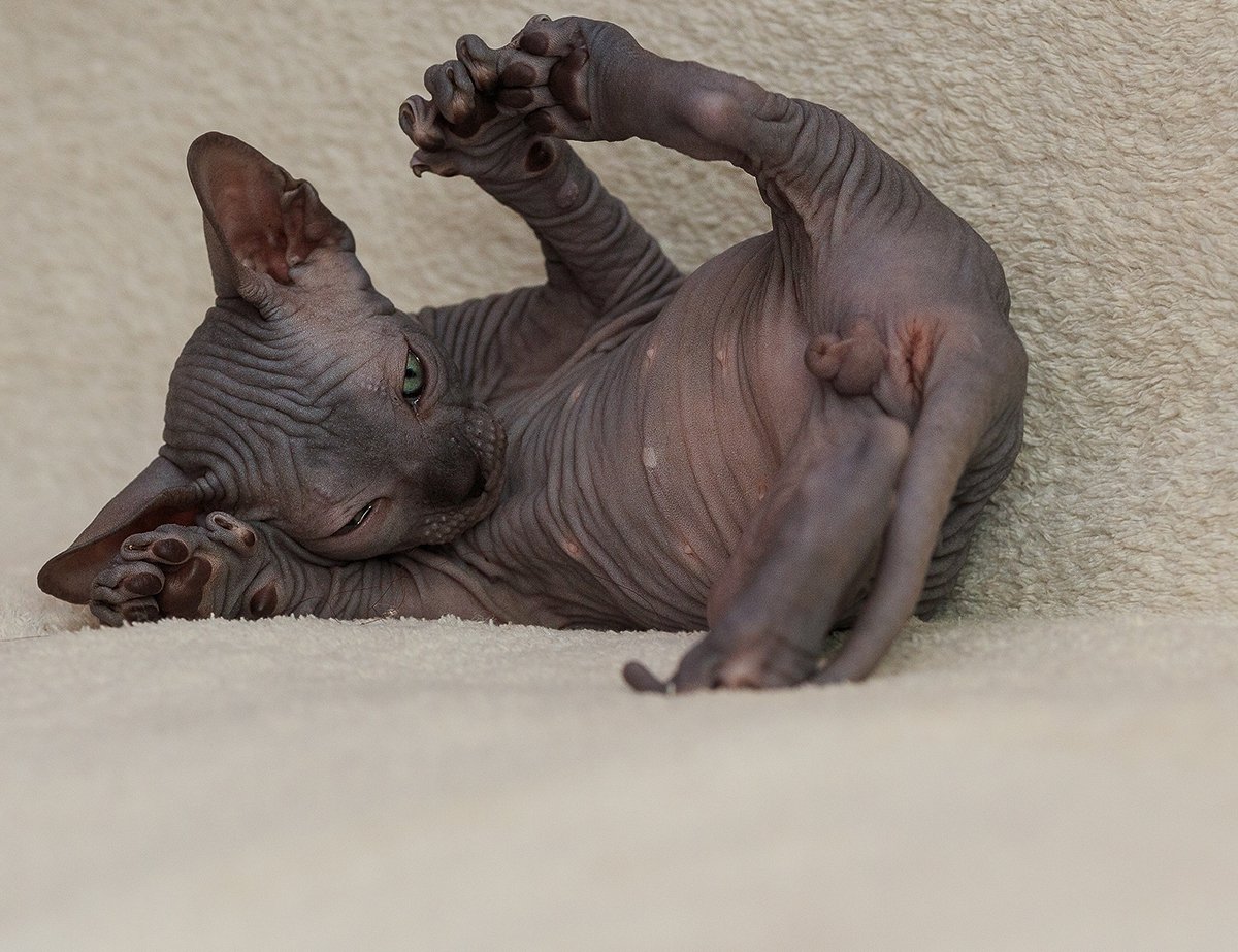 Котята сфинкса после рождения