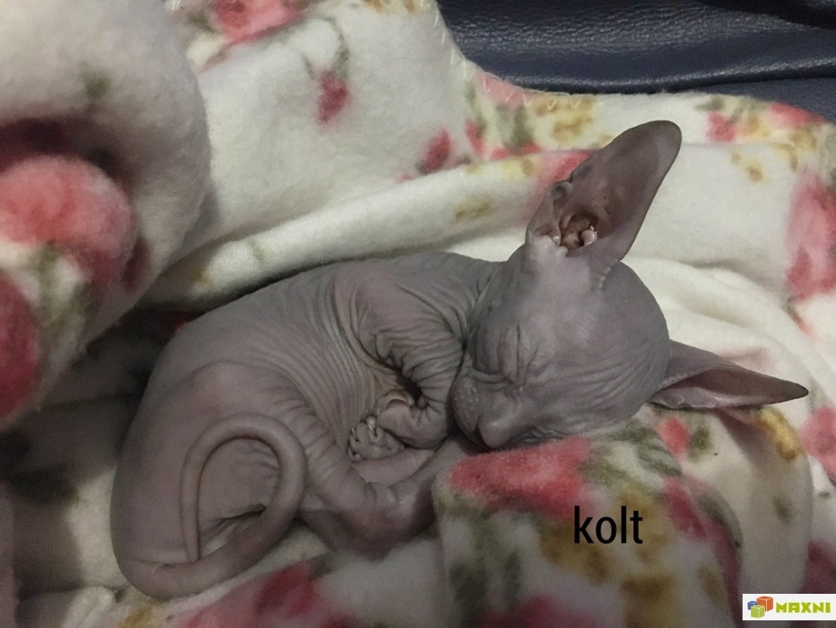 Новорожденные котята Донского сфинкса