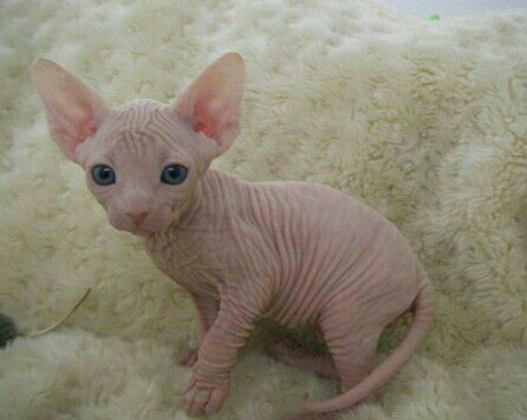 Новорожденные котята сфинксов