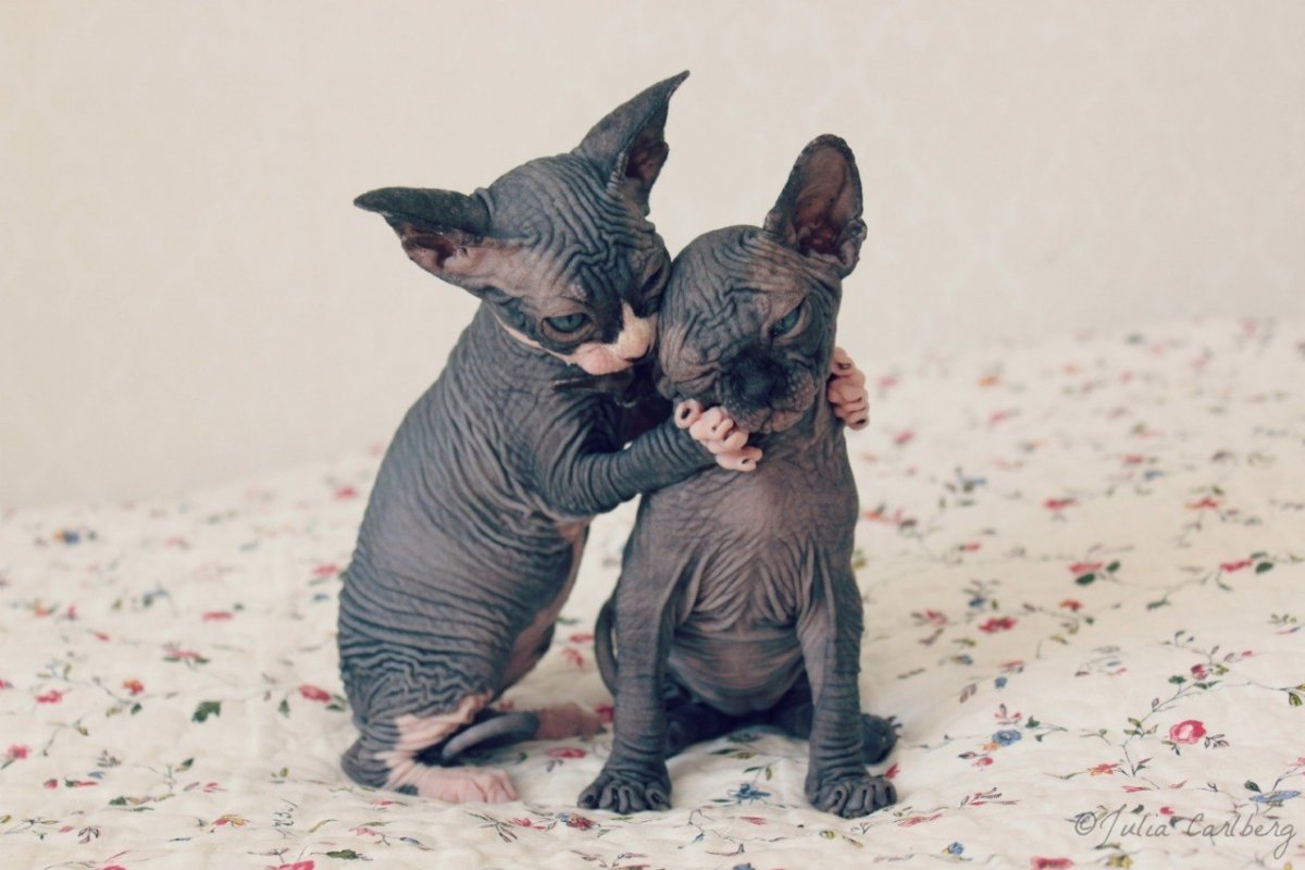 Сфинксы обнимаются