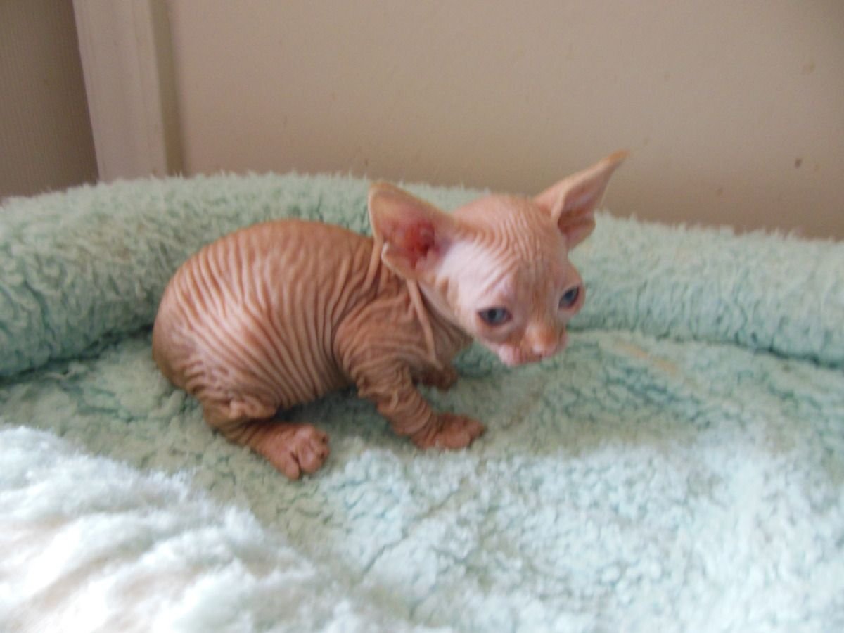 Детеныш сфинкса