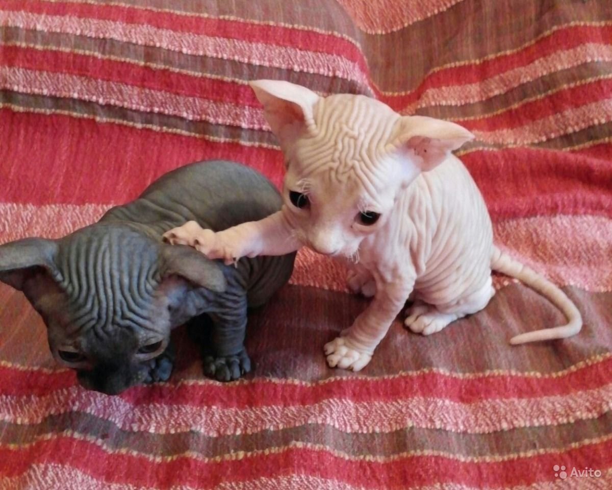 Малыши коты сфинксы