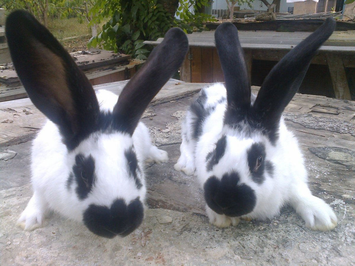 Кролики породы Строкач