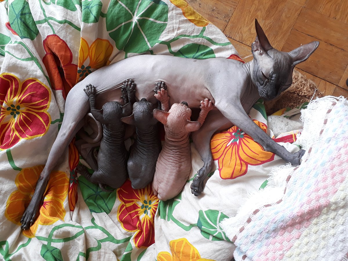 Коты сфинксы и материнский инстинкт