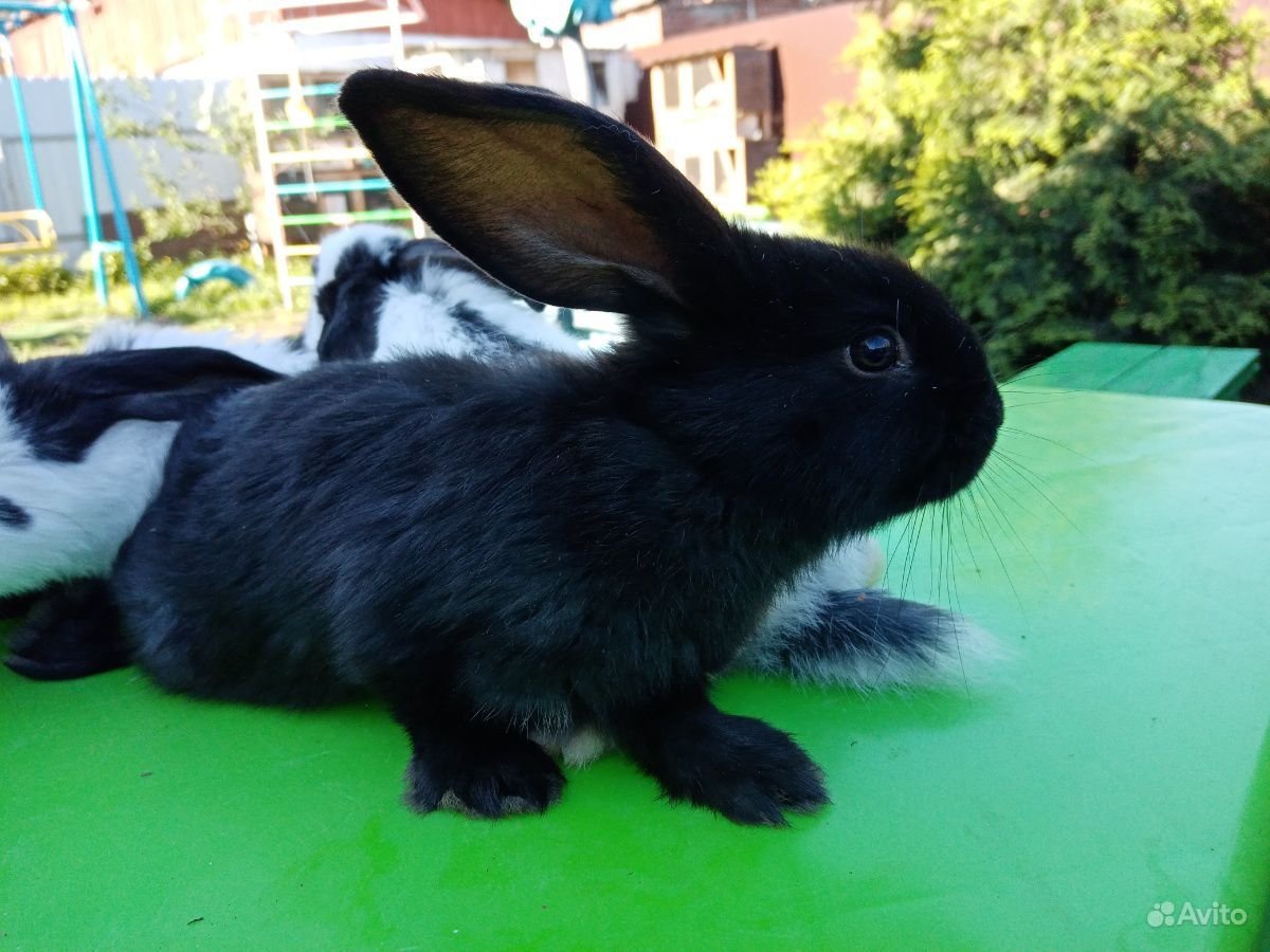 Немецкий Строкач