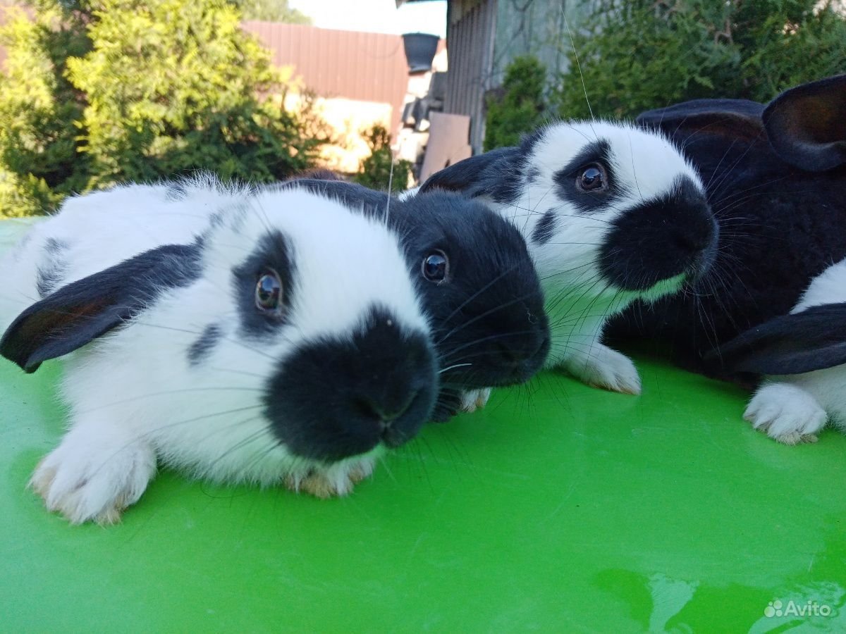 Строкач кролик