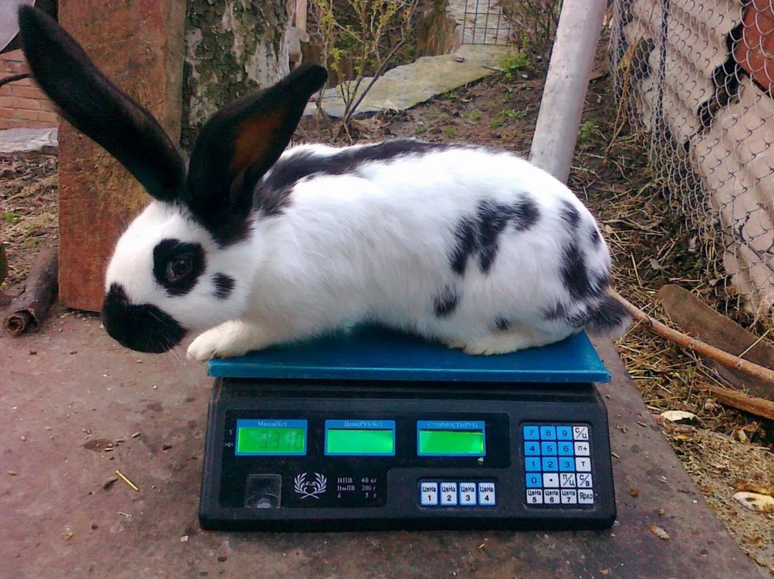 Кролики породы Строкач