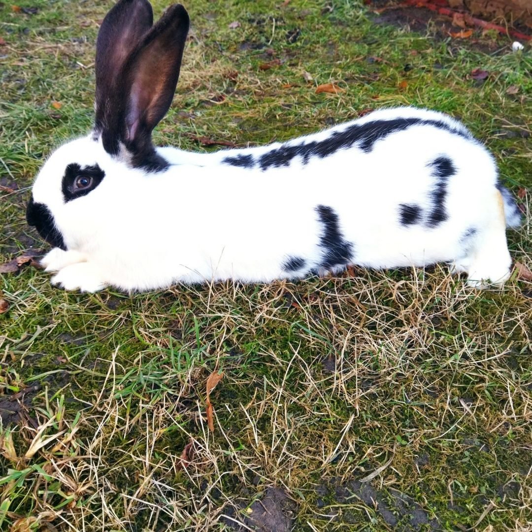 Строкач кролик