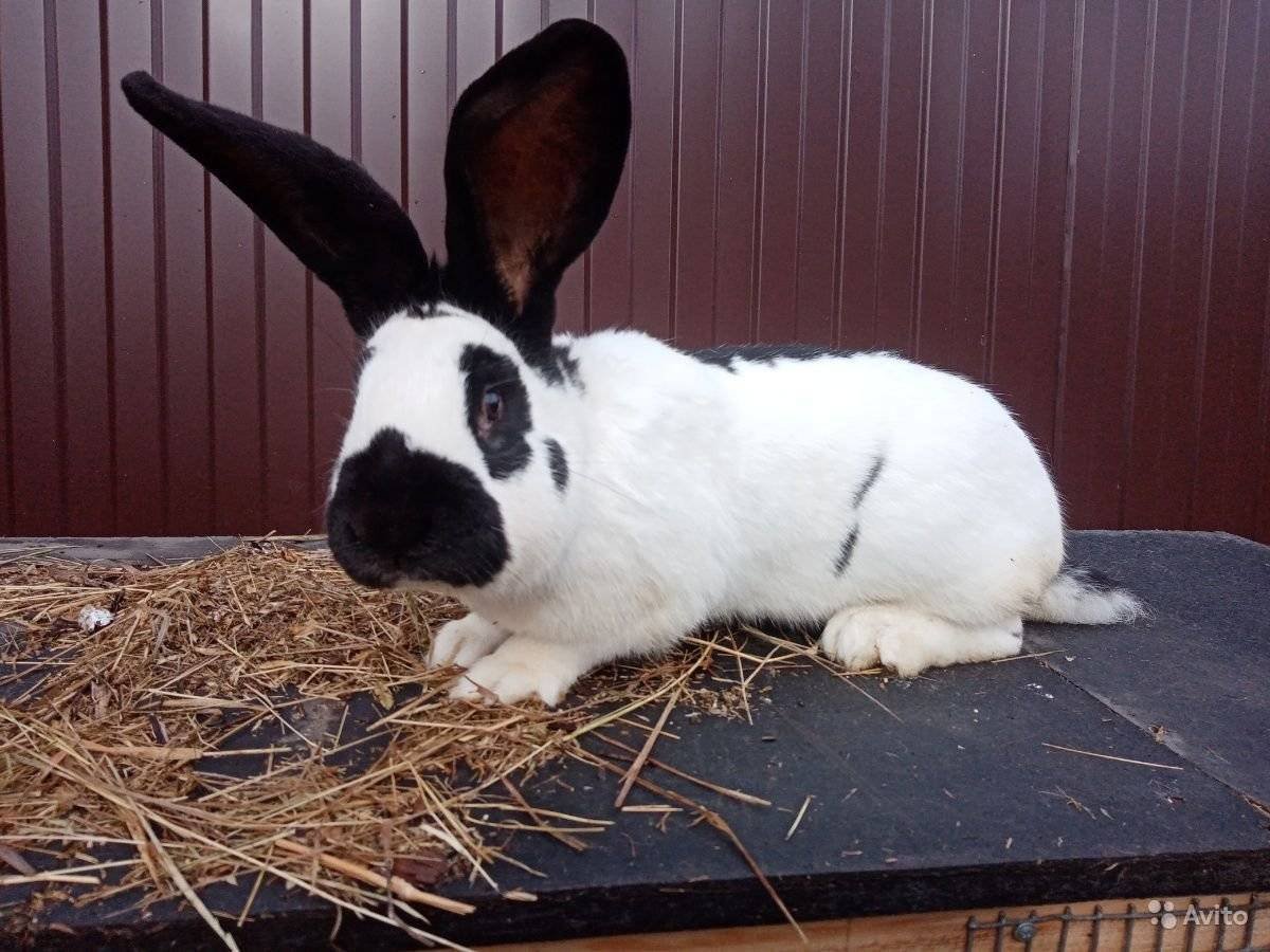 Кролик ландрас