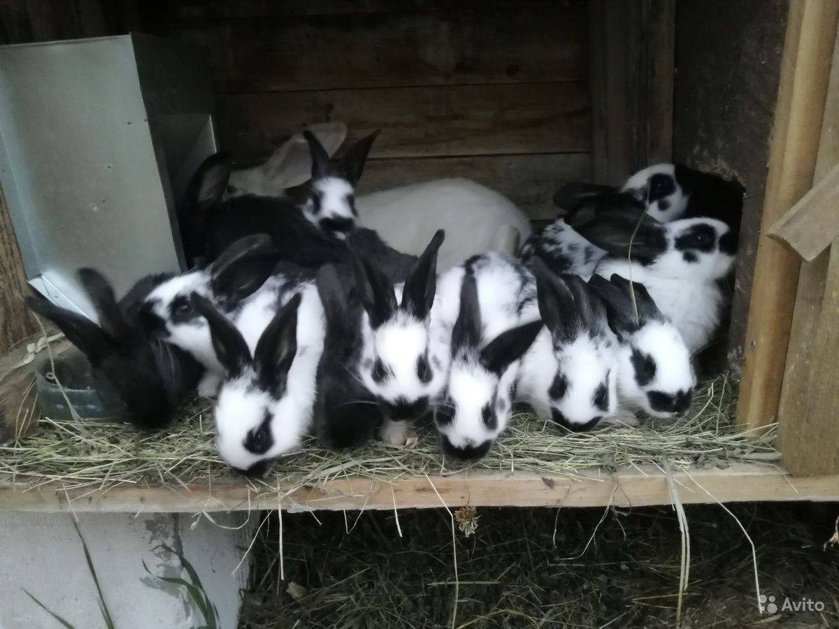 Строкач кролик