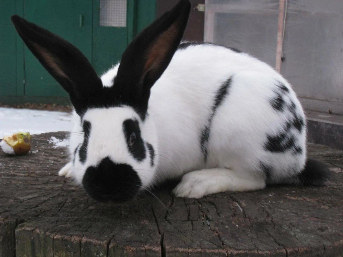 Кролики породы Строкач