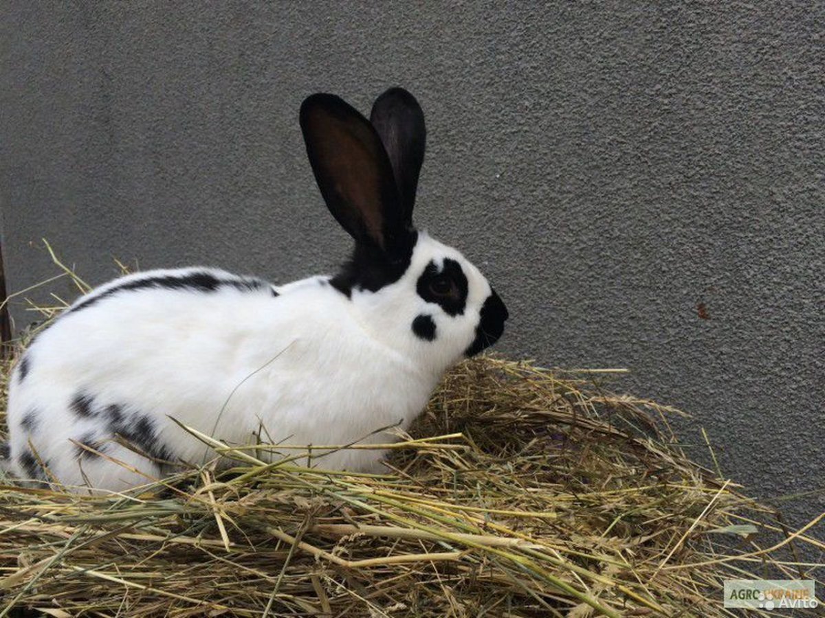 Строкачи порода кроликов