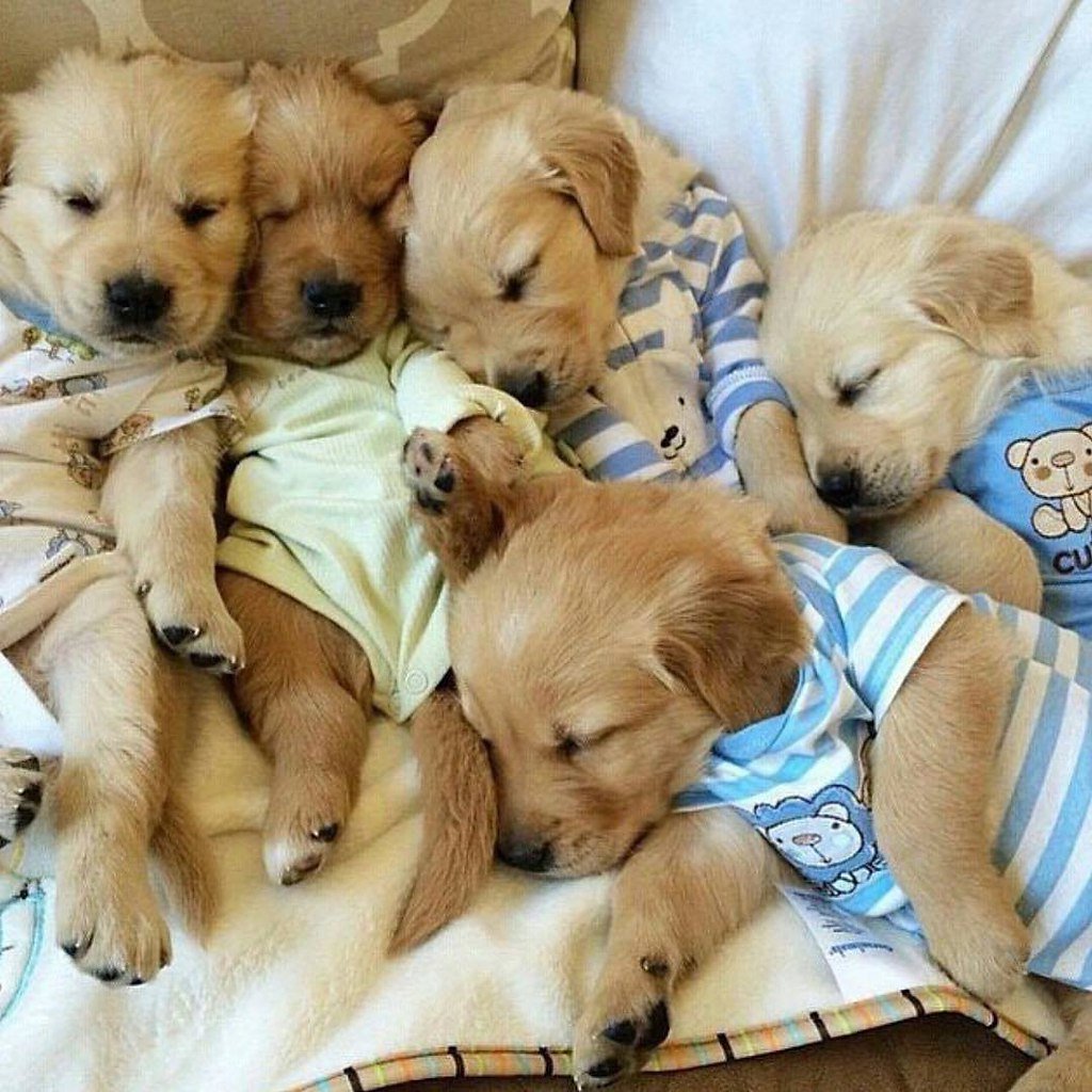 Фотосессия щенков