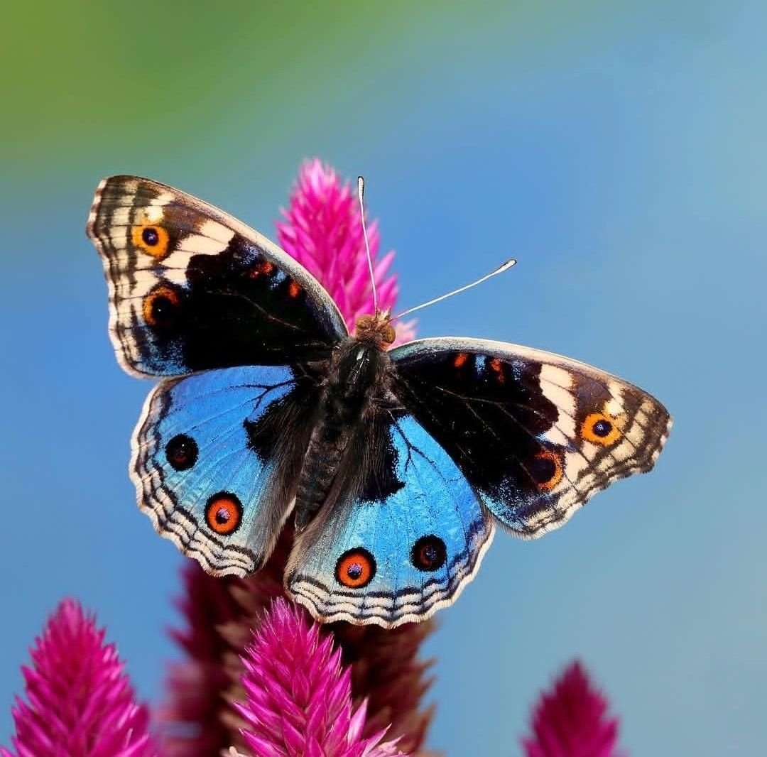 Венесуэльский пуделевый мотылек тутовый шелкопряд