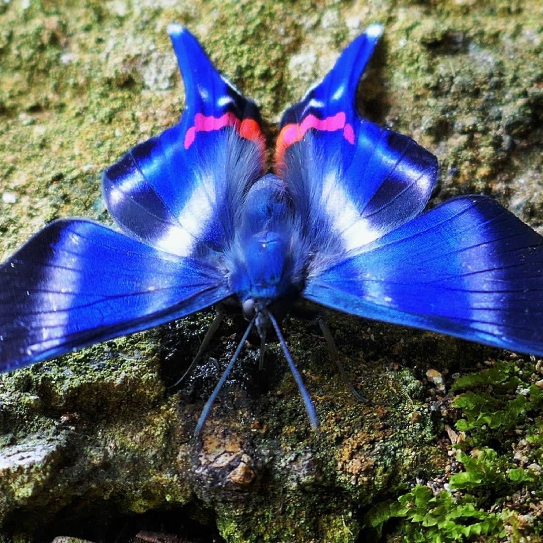 - Павлиний глаз, - Махаон, - Адмирал.