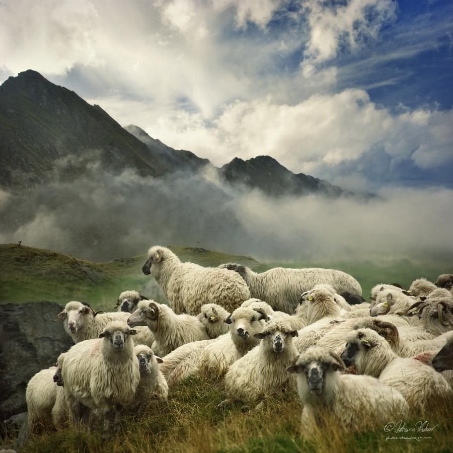 Считание овец