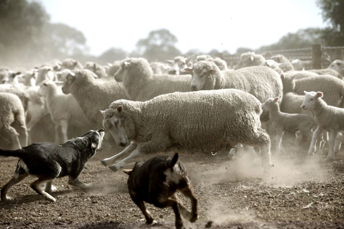 Сельское хозяйство Австралии овцеводство