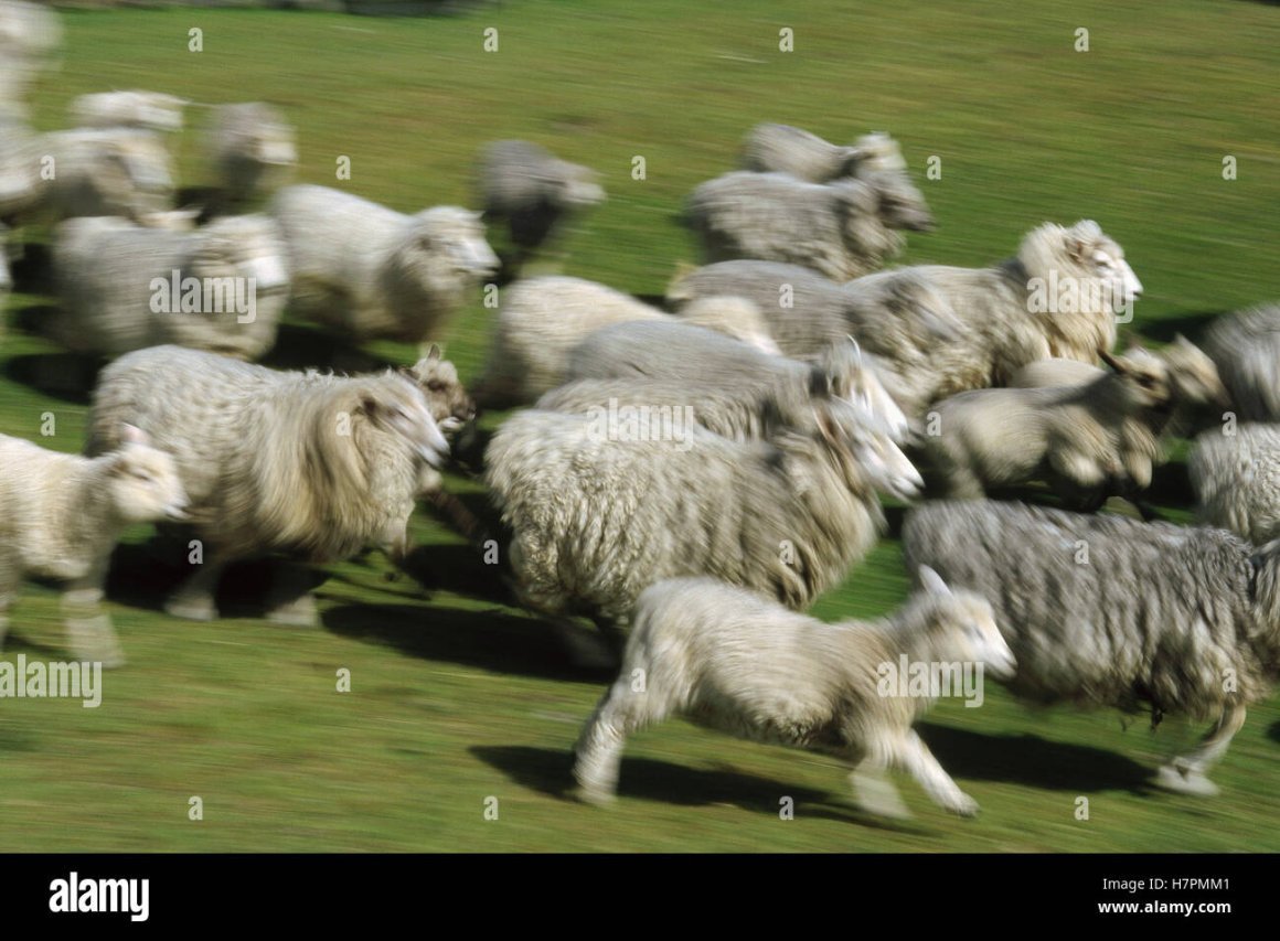 Стадо Баранов бежит