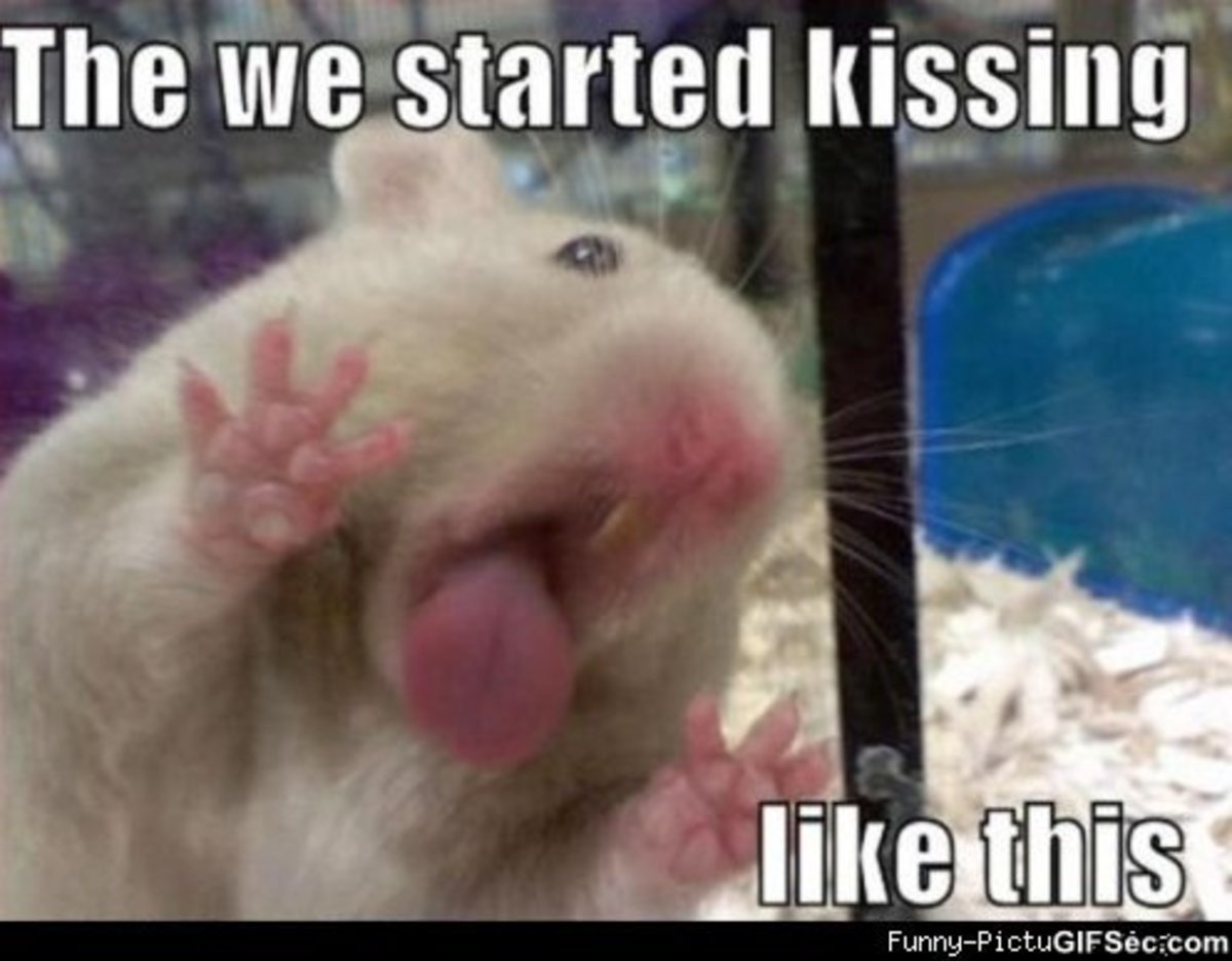 Хомяк лицо прозрачный фон