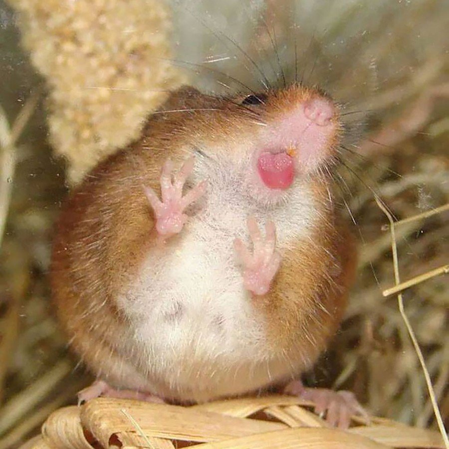 Морская Свинка зевает