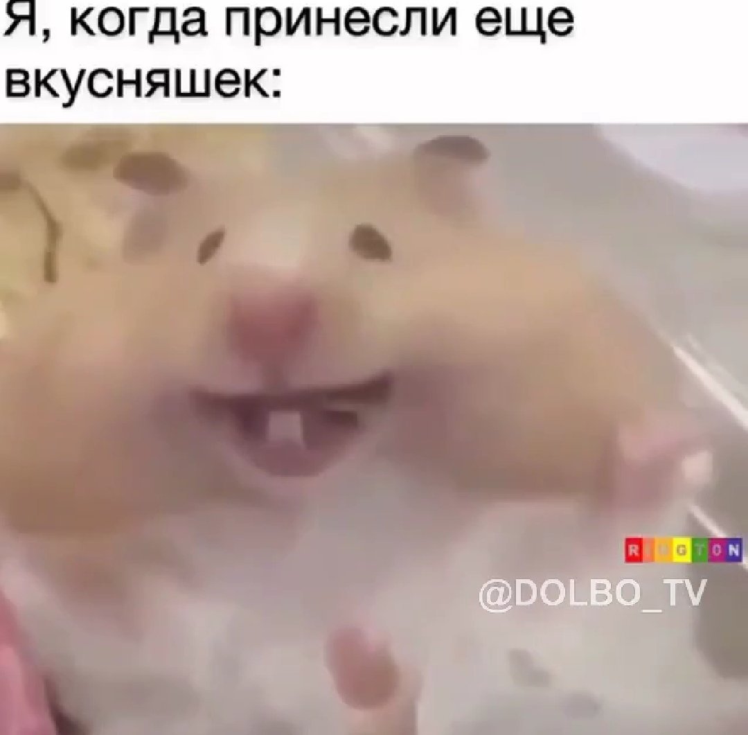 Сирийский хомяк джунгарский хомяк ангорский хомяк