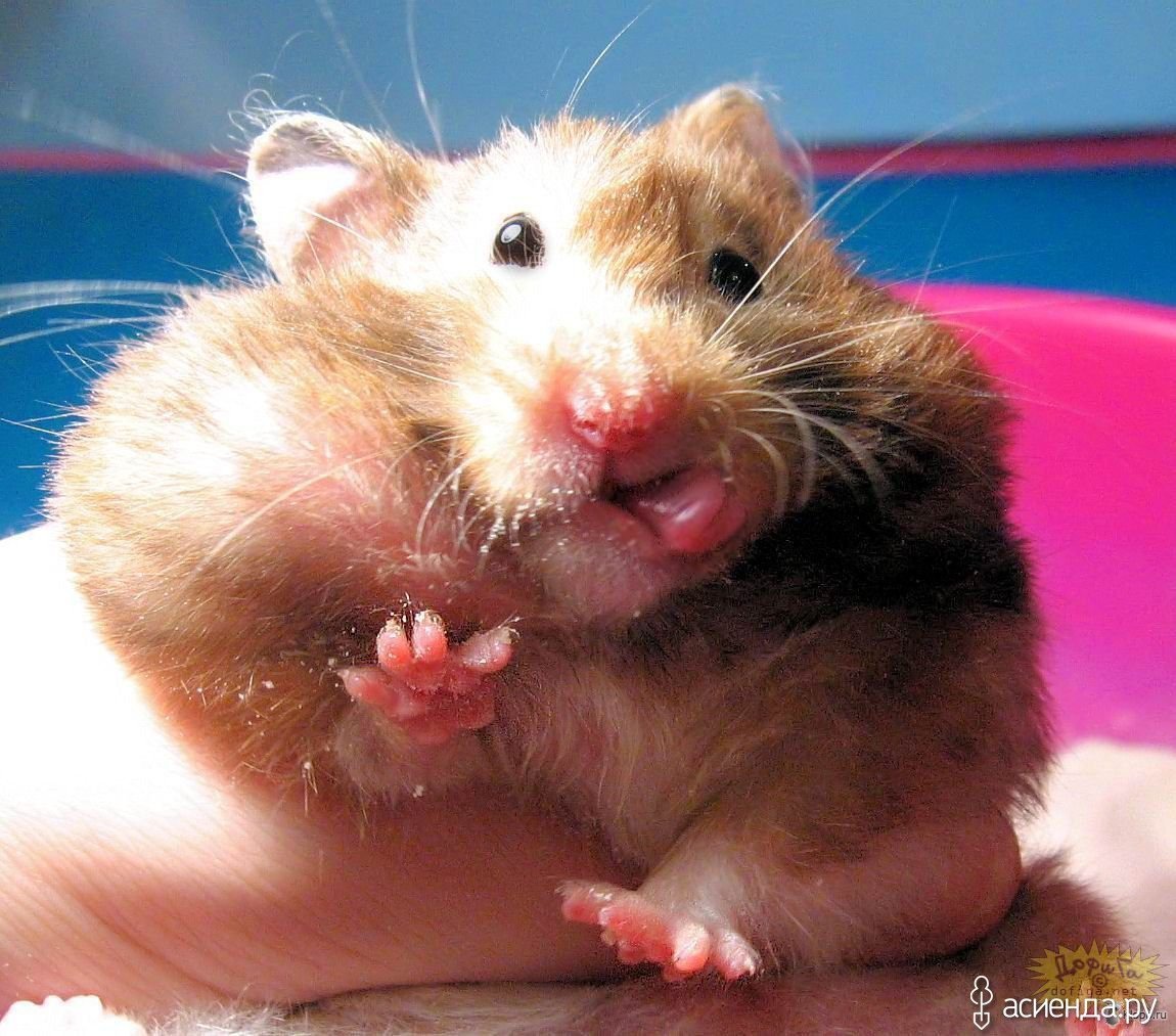 Хомяк и семечки