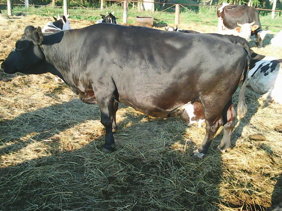 Порода холмогоры быки