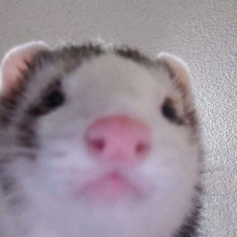 Смешные крысы