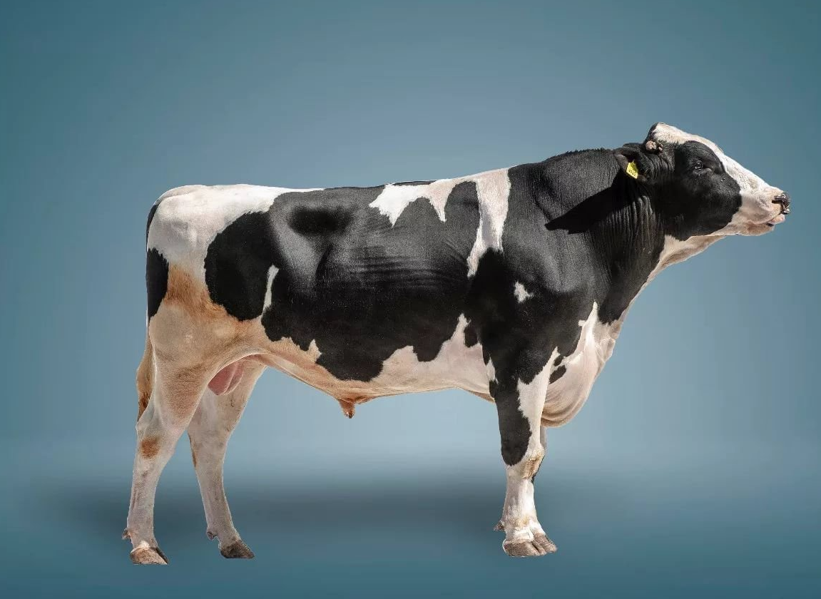 Порода коров голштино
