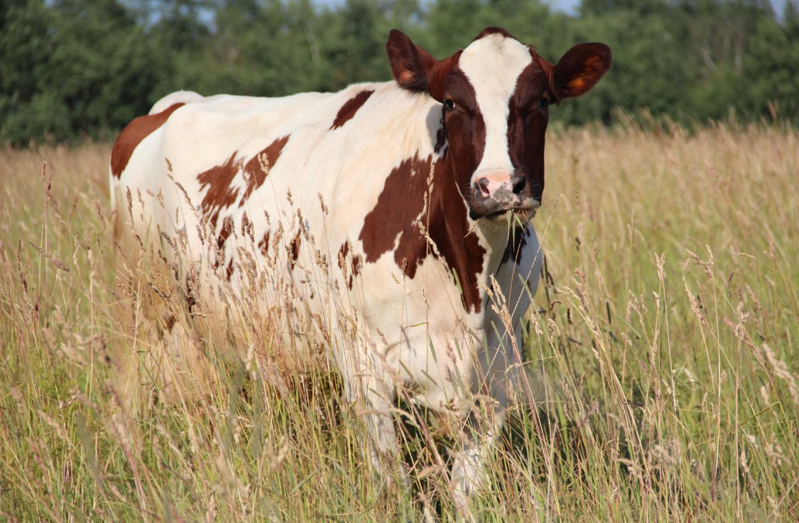 Айрширская порода коров