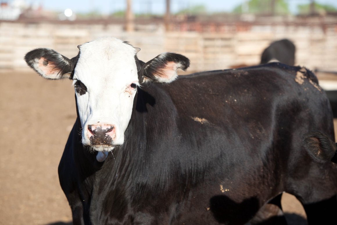 Ярославская белоголовая порода