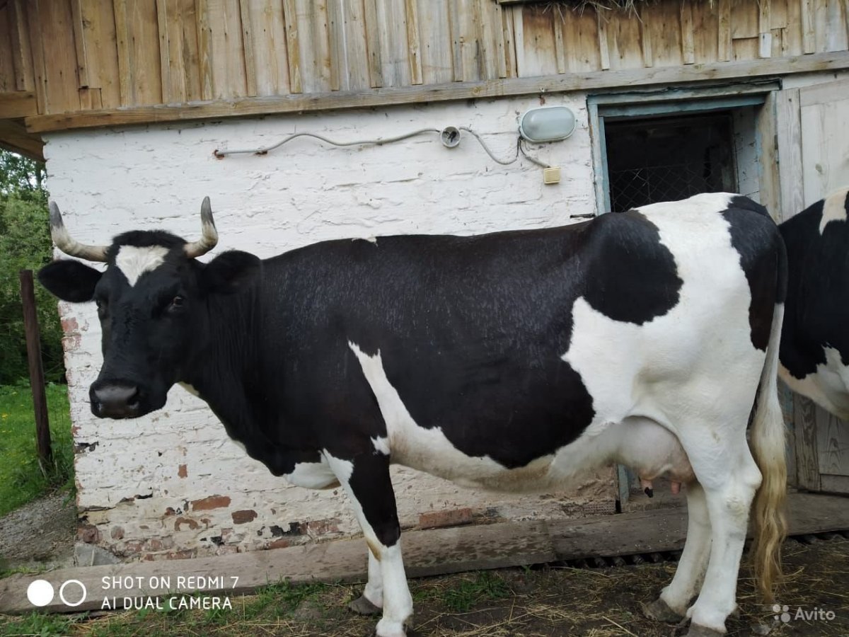 Порода КРС Холмогоры